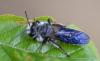 Andrena sp.